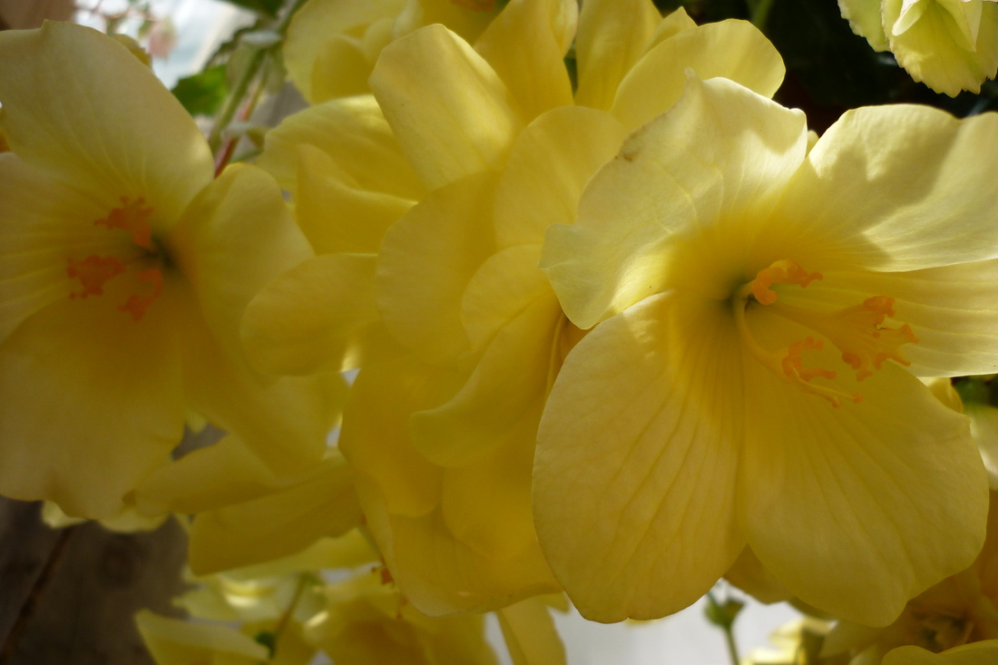 B. ‘Primrose Cascade’